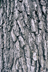 Texture di una corteccia di pino