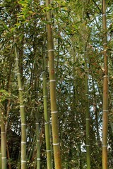 Fototapeta premium Bambusoideae Green bamboo trunks
