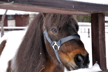 The look of a little pony