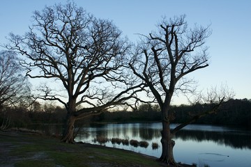 Trees by a lake