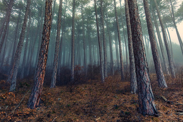 Obraz premium deep foggy forest