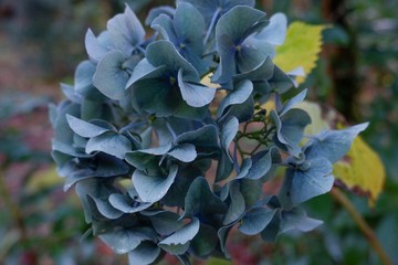 Blue Hydrangea 