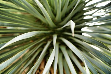 Beautiful Hesperoyucca whipplei