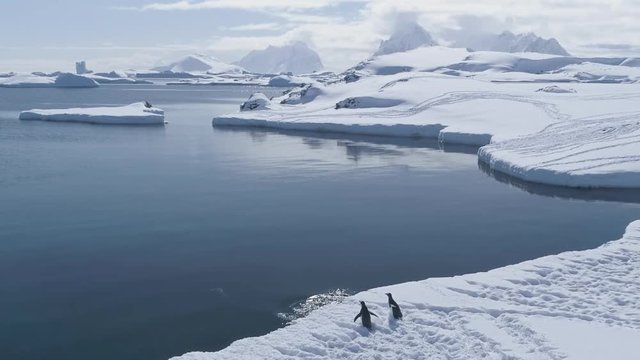 Antarctic Penguins Group Walks Across Ice, Jumps into the Ocean Water. Aerial View of Gentoo. Wildlife Birds Walking on Coast. Ice Glacier Landscape Seascape Drone Footage Shot Full HD 1080p 1920x1080