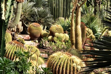 Rockery with different types of cactus in Elche