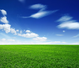 Green field and blue sky