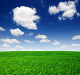 Green field and blue sky