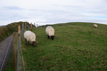 Fototapeta premium Sheep on a Hill