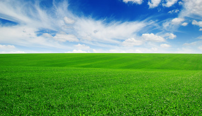 Green field and blue sky