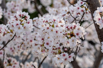 Cherry blossoms, Sakura