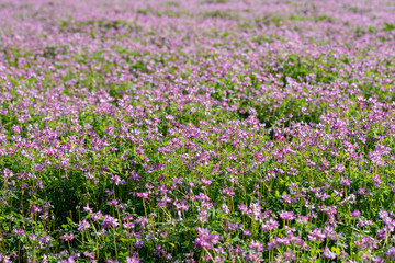 Obraz premium Field of chinese milk vetch, Astragalus sinicus, blooming at spring rice field