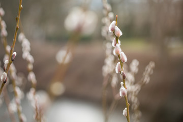 Sal-Weide Kätzchen am Zweig von Weidenkätzchen Baum