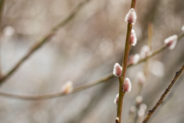 Sal-Weide Kätzchen am Zweig von Weidenkätzchen Baum