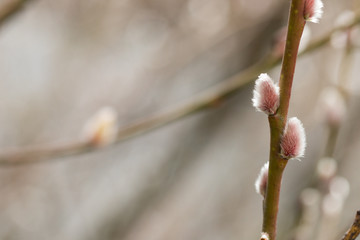Sal-Weide Kätzchen am Zweig von Weidenkätzchen Baum