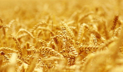 Wheat field background