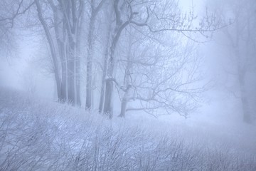 Fototapeta na wymiar Winter snow forest. Snow lies on the branches of trees. Frosty snowy weather. Beautiful winter forest landscape fantasy forest with snow falling in winter Winter foggy beech forest scene. Christmas