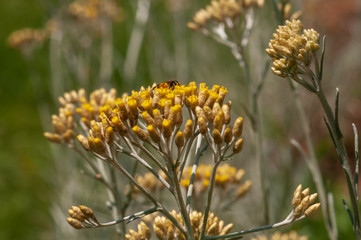 Immortelle yellow blossom flower
