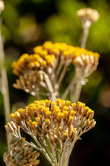 Immortelle yellow blossom flower