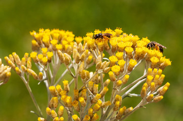 Immortelle yellow blossom flower
