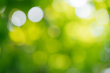 Fototapeta premium Abstract blur green nature for background,blurred and defocused effect spring concept for design.