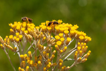 Immortelle yellow blossom flower