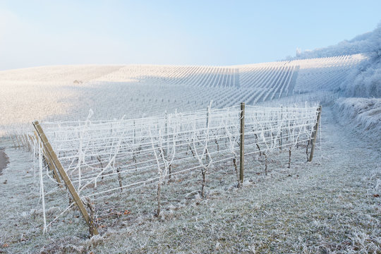 Winter in the vineyard