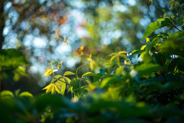 Wild grapes leaves living fance lit by warm sun. Spring nature Selective focus macro shot with shallow DOF
