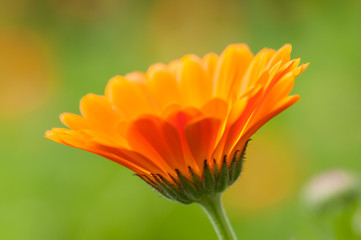 calendula officinalis orange flower blossom