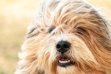 Head of Tibetan dog wind