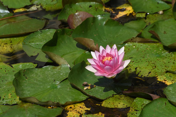 water lily in floes