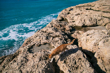 Beautiful wide angle sunny view on rocks textured beach and sea landscape with a cat in Cyprus Aiya...