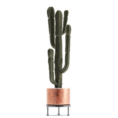 cactus in copper pots