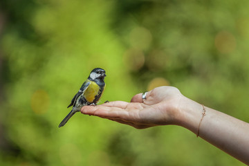 The tit sits on one's hand, birds and animals in wildlife, closeup perspective of a colorful cute titmouse sitting on a girl's hand