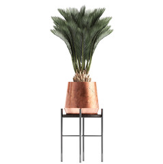  Howea palm in copper pots