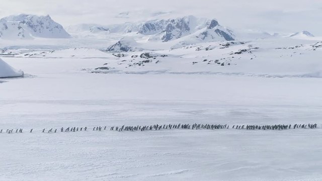 Antarctica Aerial Drone View Over Moving Penguins Colony. Sideways Camera Movement Overview. Snow Winter Wildlife and Mountains Landscape. Gentoo Walking on Snow Covered Land. Full HD1080p 1920x1080