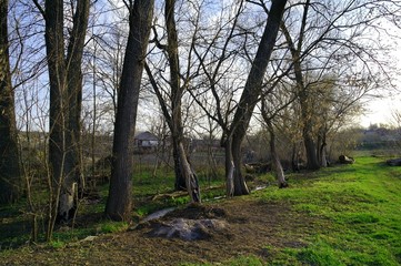 Spring river in the forest