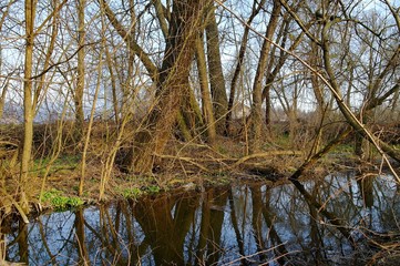 Obraz premium Spring river in the forest