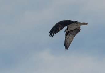 Osprey after a take off flying looking for fish