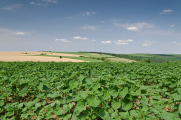 Sunflowers on the blue sky at the beginning of the summer