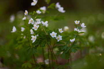 White spring flowers, snowdrops in the forest. Anemone nemorosa - wood anemone, windflower, thimbleweed, and smell fox. Romantic soft gentle artistic image.