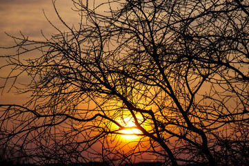 nature, tree, branches, morning, sun, sunrise, beauty, sky