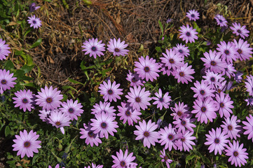 purple flowers