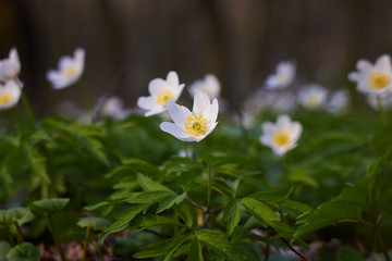 White spring flowers, snowdrops in the forest. Anemone nemorosa - wood anemone, windflower, thimbleweed, and smell fox. Romantic soft gentle artistic image.