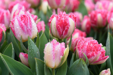 Colorful tulips in spring