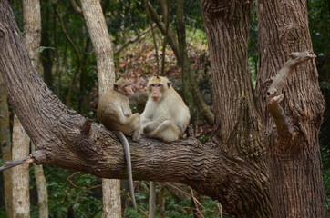Two monkeys