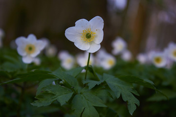 White spring flowers, snowdrops in the forest. Anemone nemorosa - wood anemone, windflower, thimbleweed, and smell fox. Romantic soft gentle artistic image.