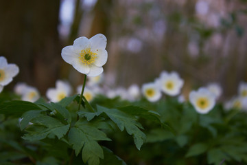 White spring flowers, snowdrops in the forest. Anemone nemorosa - wood anemone, windflower, thimbleweed, and smell fox. Romantic soft gentle artistic image.