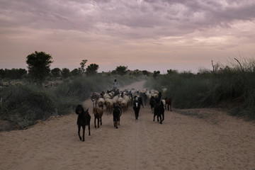 Fototapeta na wymiar A shepherd and his sheep going back home