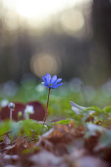 Beautiful spring blue flowers  in forest. Anemone hepatica (common hepatica, liverwort, kidneywort, pennywort) is a herbaceous perennial growing from a rhizome in the buttercup family .