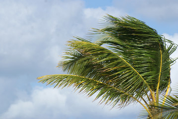  palm tree against the sky and sea